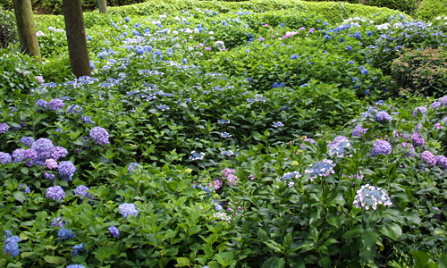三室戸寺